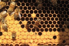 Bienen auf dem Grundstück